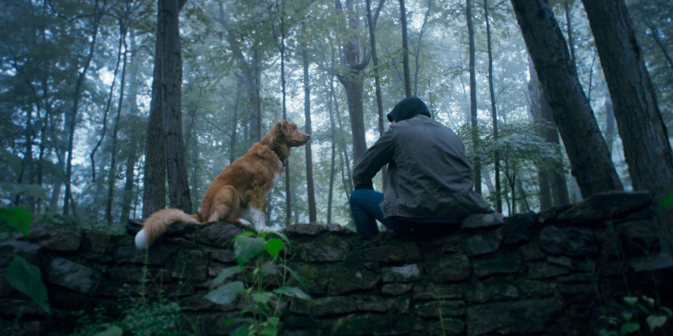 „Good Boy” w kinach już od 31 października. 5 ciekawostek o horrorze w reżyserii Bena Leonberga, w którym główną rolę zagrał… pies! Foto: materiały prasowe / Monolith Films „Good Boy” w kinach już od 31 października. 5 ciekawostek o horrorze w reżyserii Bena Leonberga, w którym główną rolę zagrał… pies!  Foto: materiały prasowe / Monolith Films