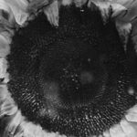 "Ostatni dzień lata" Ralpha Kaminskiego  Foto: materiały prasowe / Universal Music Polska