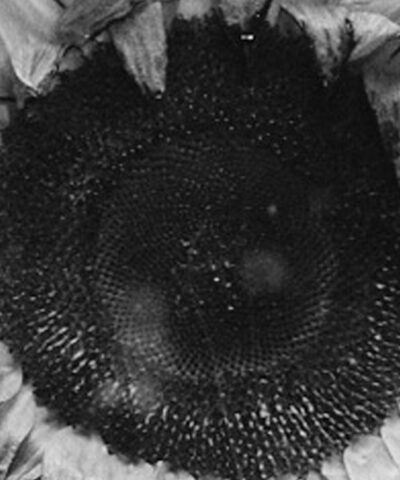 "Ostatni dzień lata" Ralpha Kaminskiego  Foto: materiały prasowe / Universal Music Polska