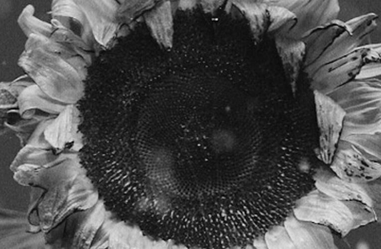 "Ostatni dzień lata" Ralpha Kaminskiego  Foto: materiały prasowe / Universal Music Polska