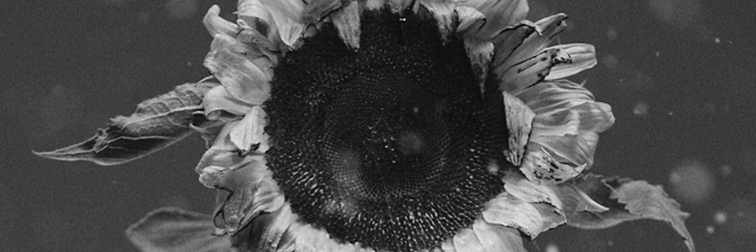 "Ostatni dzień lata" Ralpha Kaminskiego  Foto: materiały prasowe / Universal Music Polska